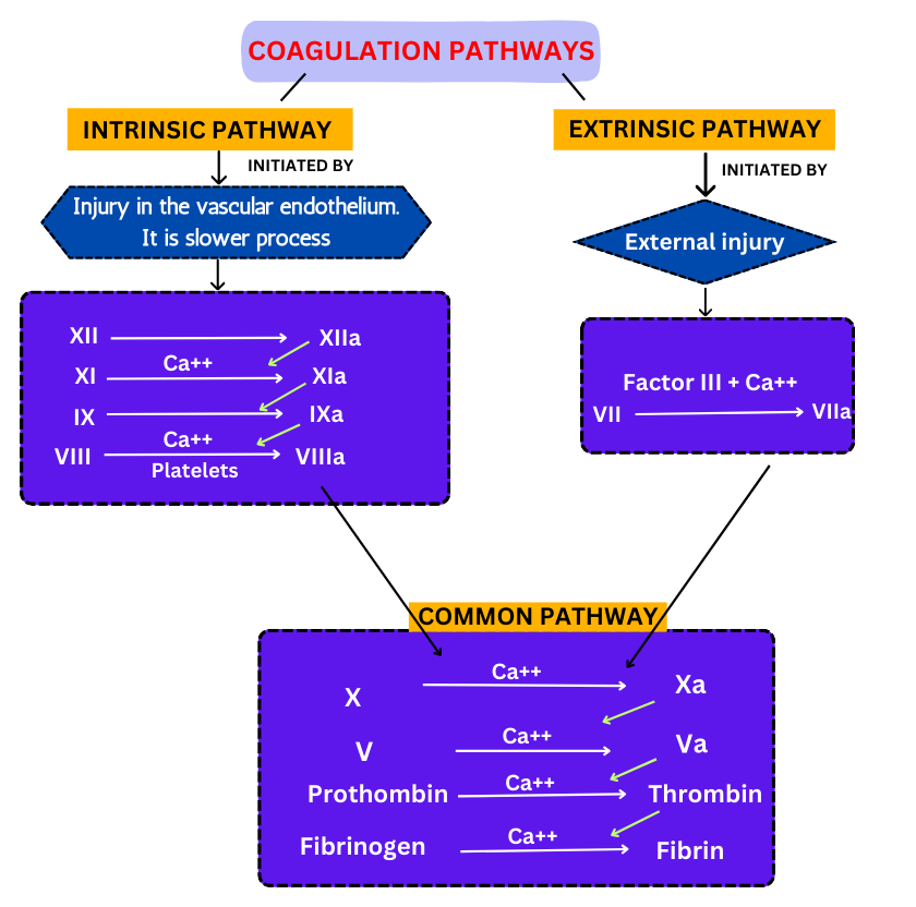 Intrinsic extrinsic and common pathway of blood clotting